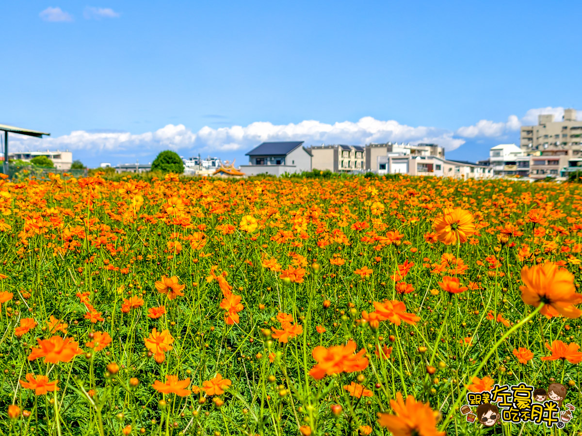 大寮紅豆節,大寮紅豆花田季,高雄景點,高雄賞花景點 大寮紅豆節,大寮紅豆花田季,高雄景點,高雄賞花景點