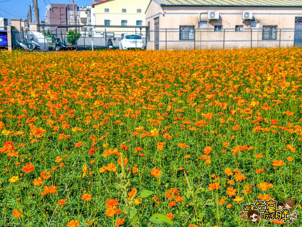 大寮紅豆節,大寮紅豆花田季,高雄景點,高雄賞花景點
