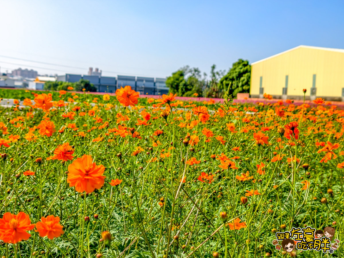 大寮紅豆節,大寮紅豆花田季,高雄景點,高雄賞花景點