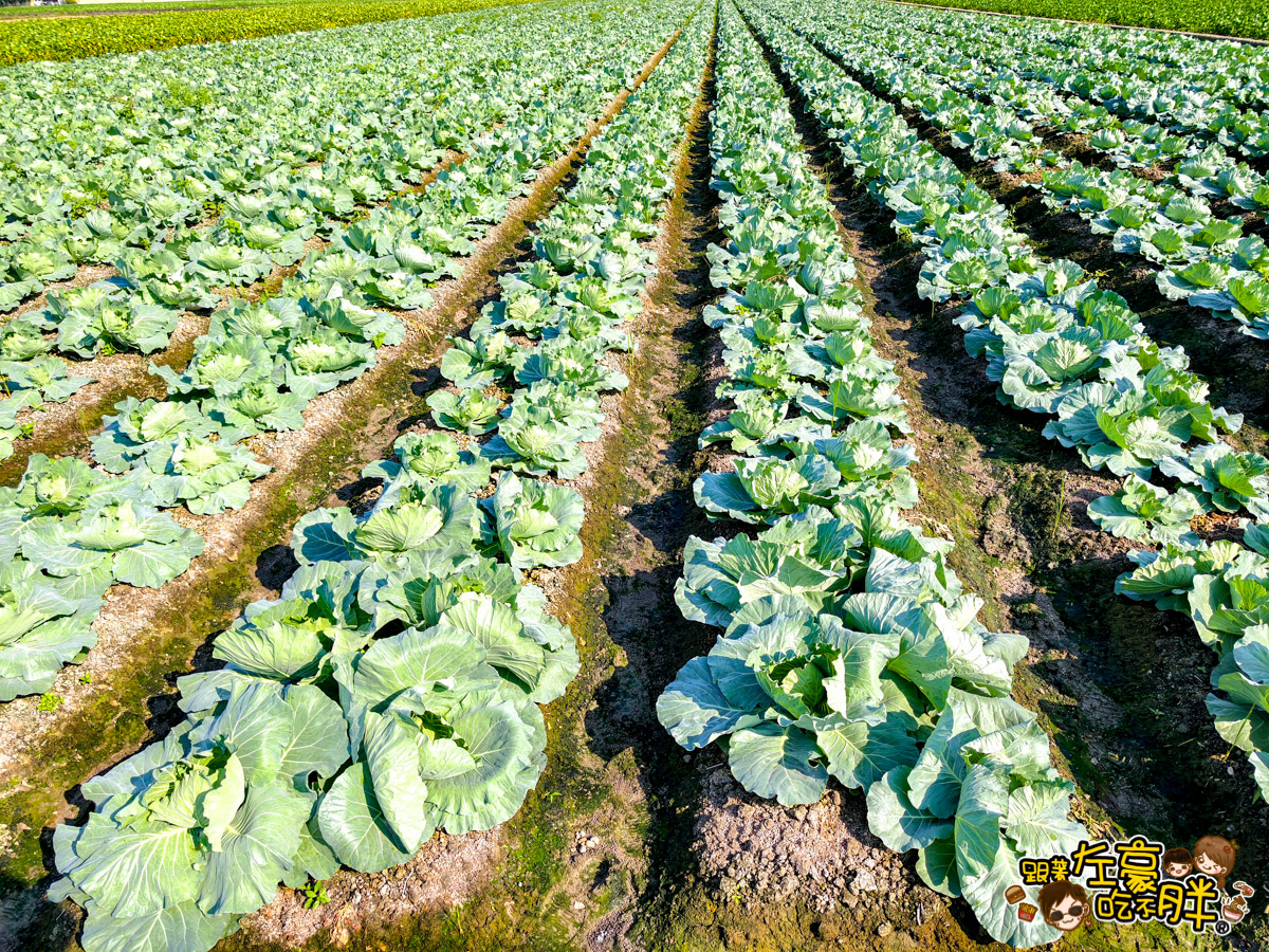 大寮紅豆節,大寮紅豆花田季,高雄景點,高雄賞花景點
