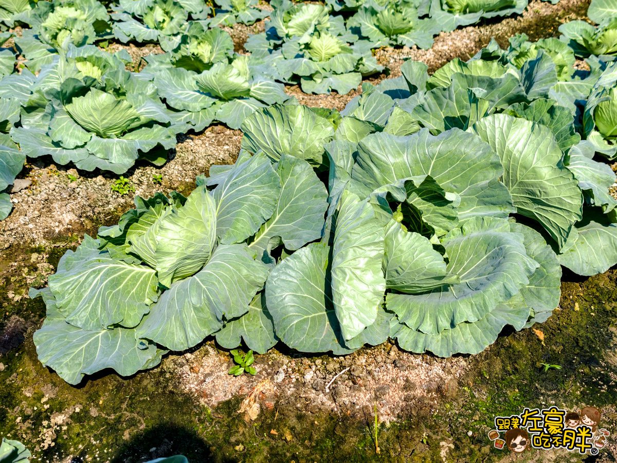 大寮紅豆節,大寮紅豆花田季,高雄景點,高雄賞花景點