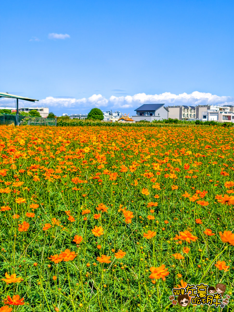 大寮紅豆節,大寮紅豆花田季,高雄景點,高雄賞花景點 大寮紅豆節,大寮紅豆花田季,高雄景點,高雄賞花景點
