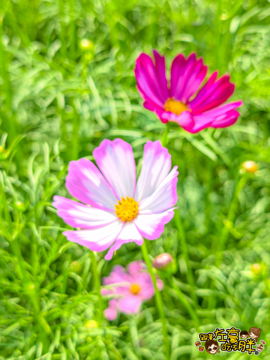 大寮紅豆節,大寮紅豆花田季,高雄景點,高雄賞花景點 大寮紅豆節,大寮紅豆花田季,高雄景點,高雄賞花景點