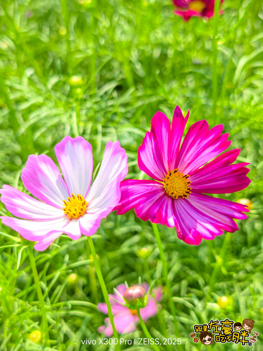 大寮紅豆節,大寮紅豆花田季,高雄景點,高雄賞花景點