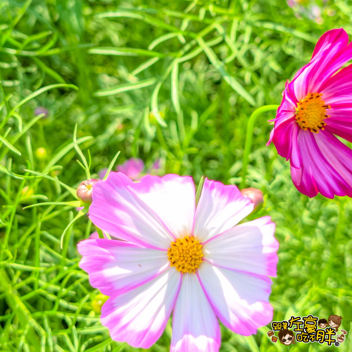 大寮紅豆節,大寮紅豆花田季,高雄景點,高雄賞花景點 大寮紅豆節,大寮紅豆花田季,高雄景點,高雄賞花景點