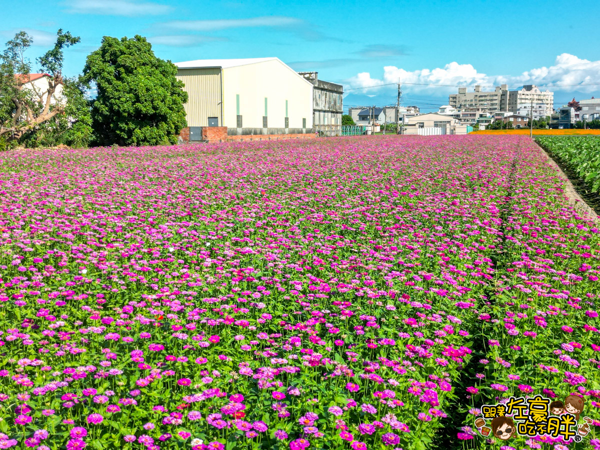 大寮紅豆節,大寮紅豆花田季,高雄景點,高雄賞花景點 大寮紅豆節,大寮紅豆花田季,高雄景點,高雄賞花景點