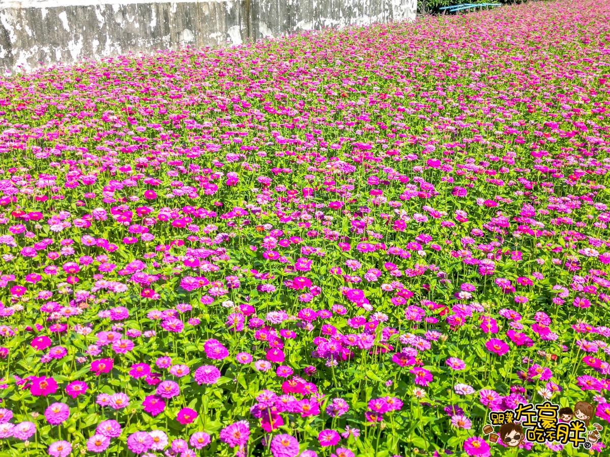 大寮紅豆節,大寮紅豆花田季,高雄景點,高雄賞花景點 大寮紅豆節,大寮紅豆花田季,高雄景點,高雄賞花景點