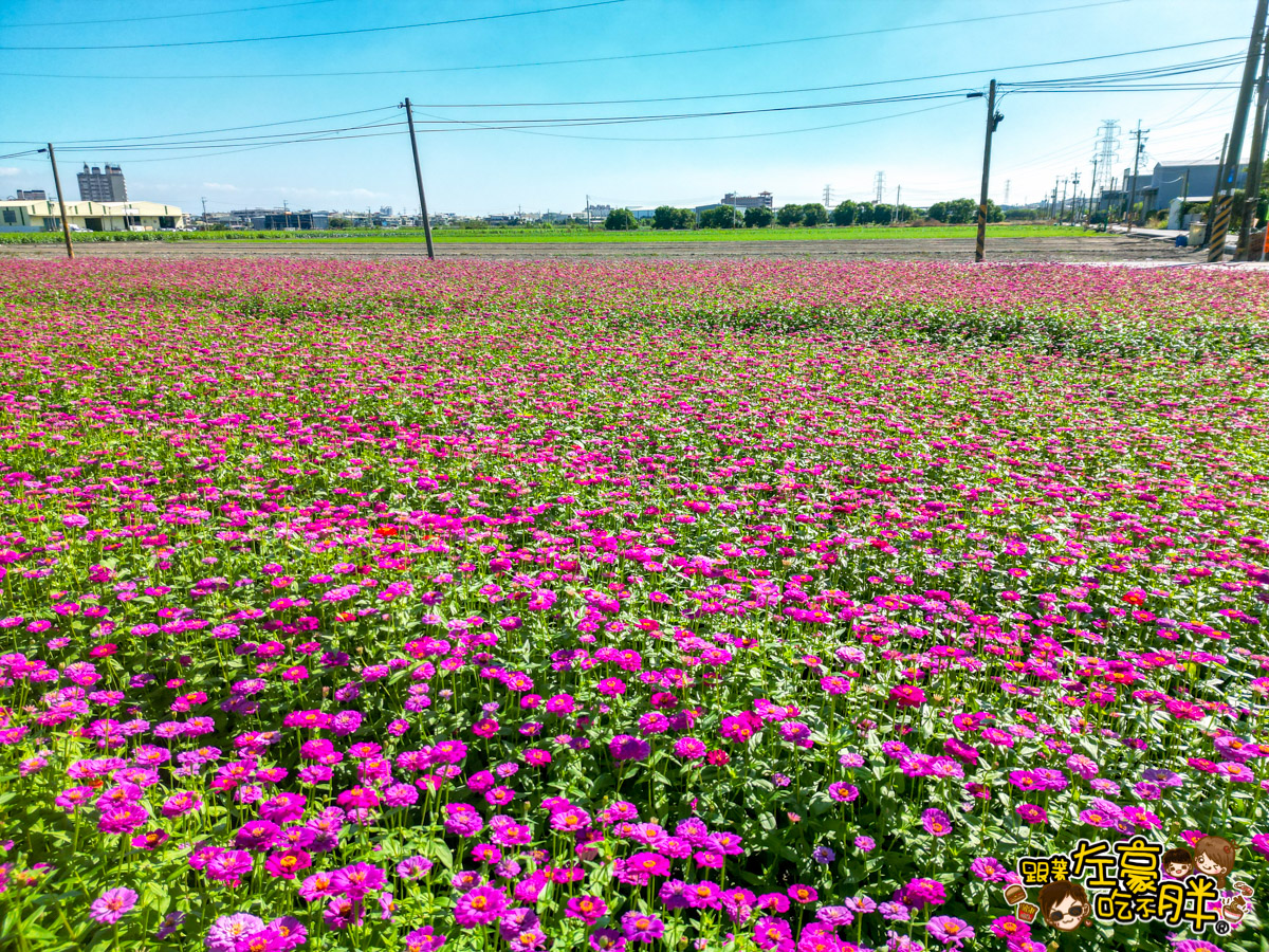 大寮紅豆節,大寮紅豆花田季,高雄景點,高雄賞花景點 大寮紅豆節,大寮紅豆花田季,高雄景點,高雄賞花景點