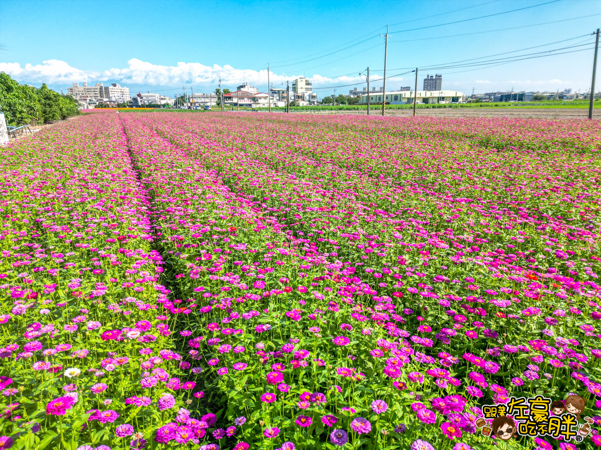 大寮紅豆節,大寮紅豆花田季,高雄景點,高雄賞花景點 大寮紅豆節,大寮紅豆花田季,高雄景點,高雄賞花景點