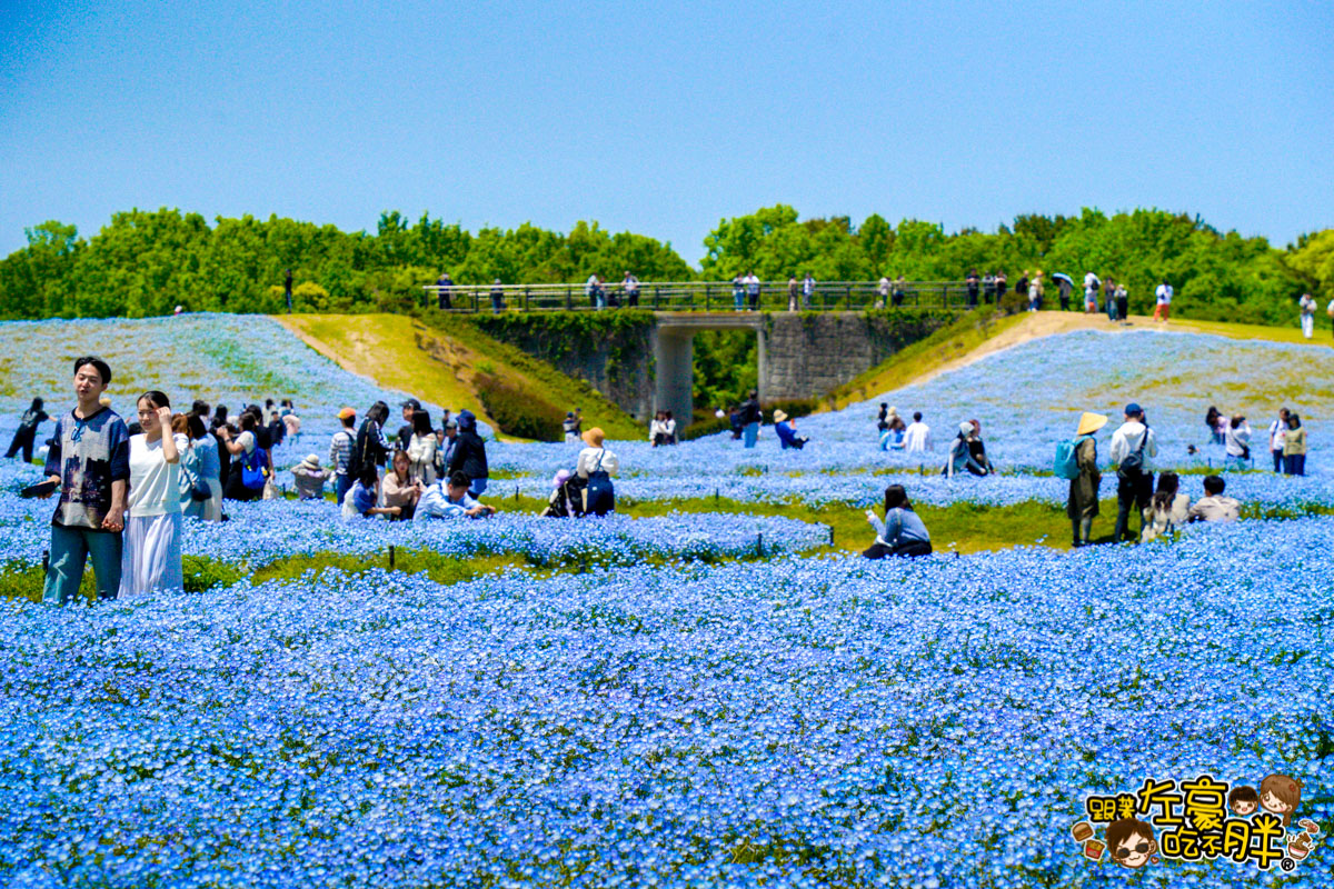 日本旅遊,日本自由行,日本賞花景點,海之中道,福岡景點,粉蝶花景點