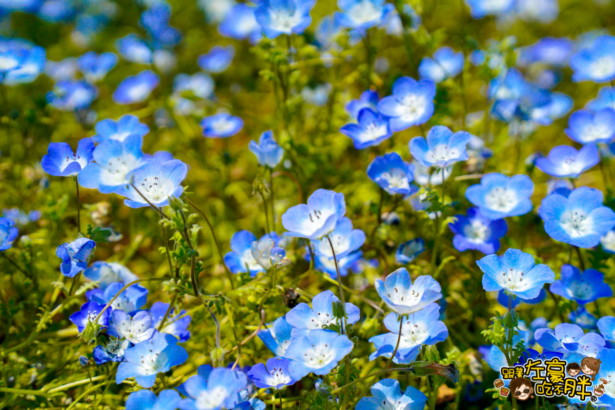 日本旅遊,日本自由行,日本賞花景點,海之中道,福岡景點,粉蝶花景點 日本旅遊,日本自由行,日本賞花景點,海之中道,福岡景點,粉蝶花景點