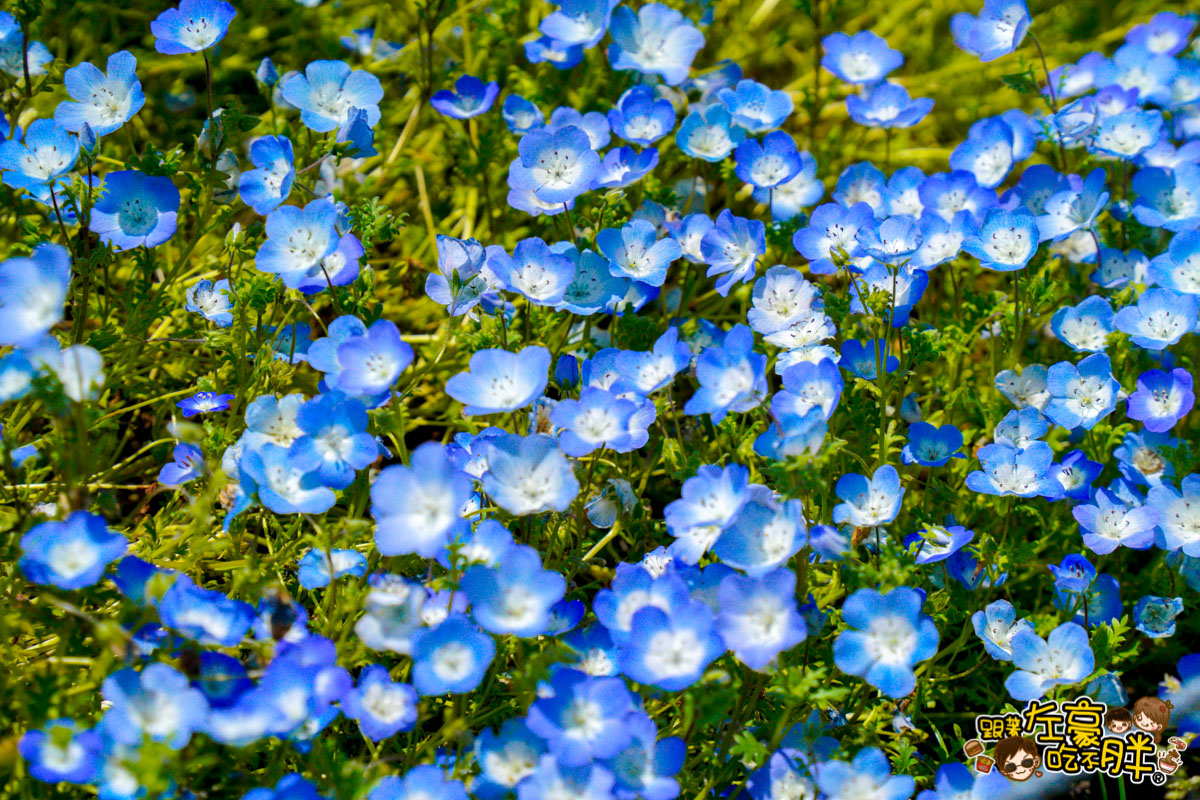 日本旅遊,日本自由行,日本賞花景點,海之中道,福岡景點,粉蝶花景點 日本旅遊,日本自由行,日本賞花景點,海之中道,福岡景點,粉蝶花景點