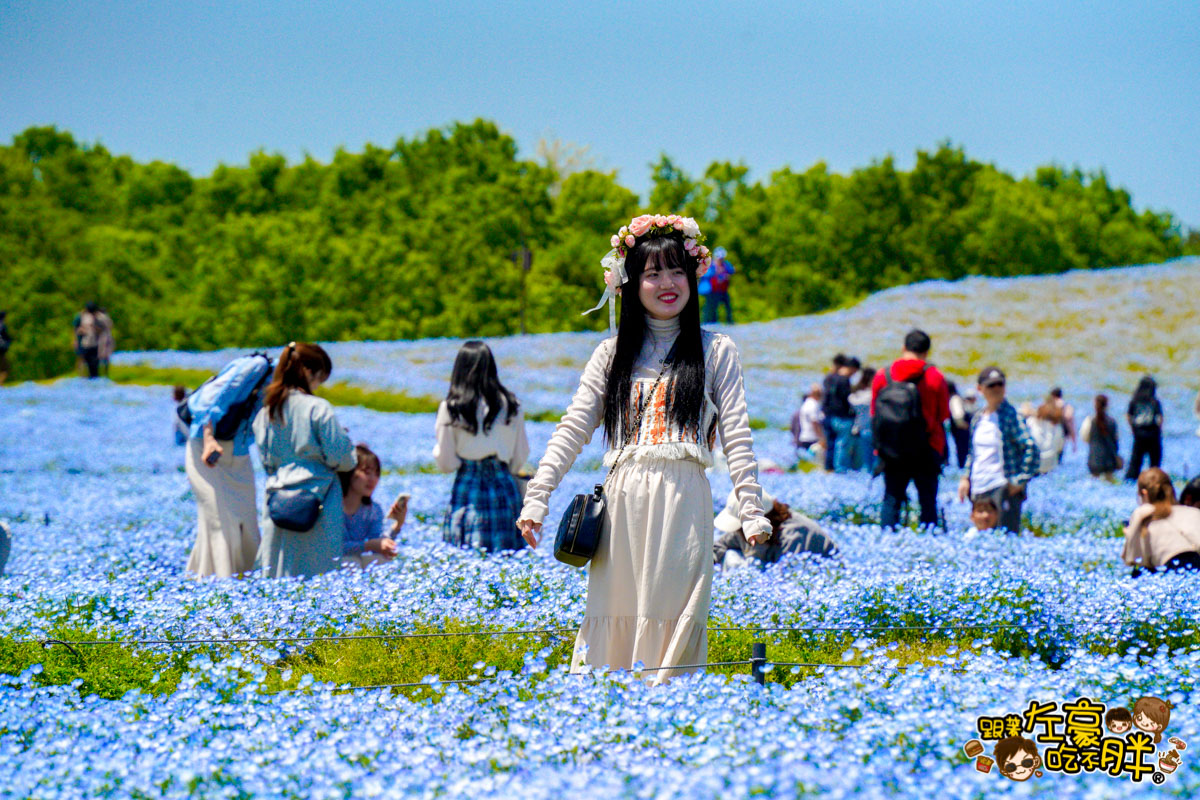 日本旅遊,日本自由行,日本賞花景點,海之中道,福岡景點,粉蝶花景點