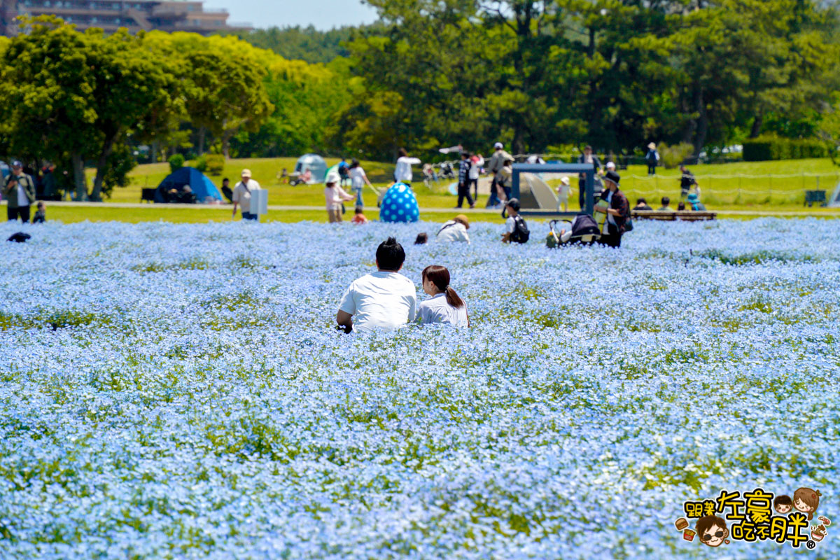 日本旅遊,日本自由行,日本賞花景點,海之中道,福岡景點,粉蝶花景點 日本旅遊,日本自由行,日本賞花景點,海之中道,福岡景點,粉蝶花景點