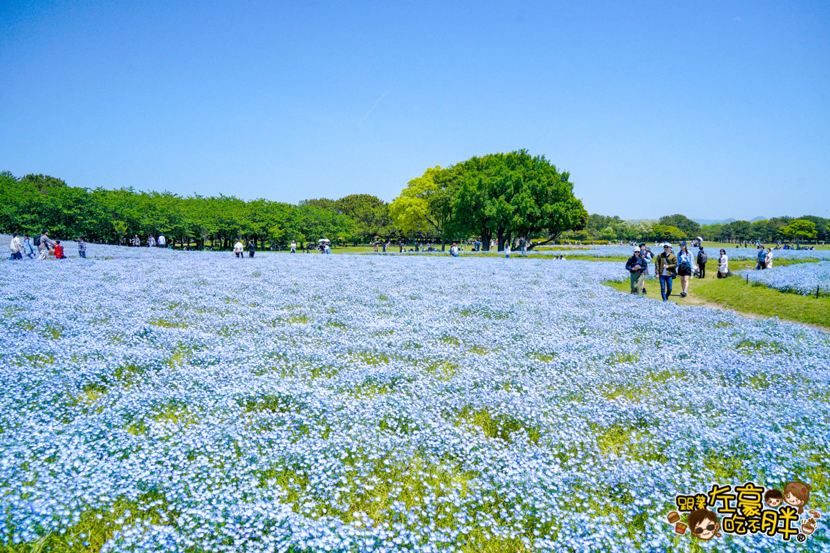 日本旅遊,日本自由行,日本賞花景點,海之中道,福岡景點,粉蝶花景點 日本旅遊,日本自由行,日本賞花景點,海之中道,福岡景點,粉蝶花景點