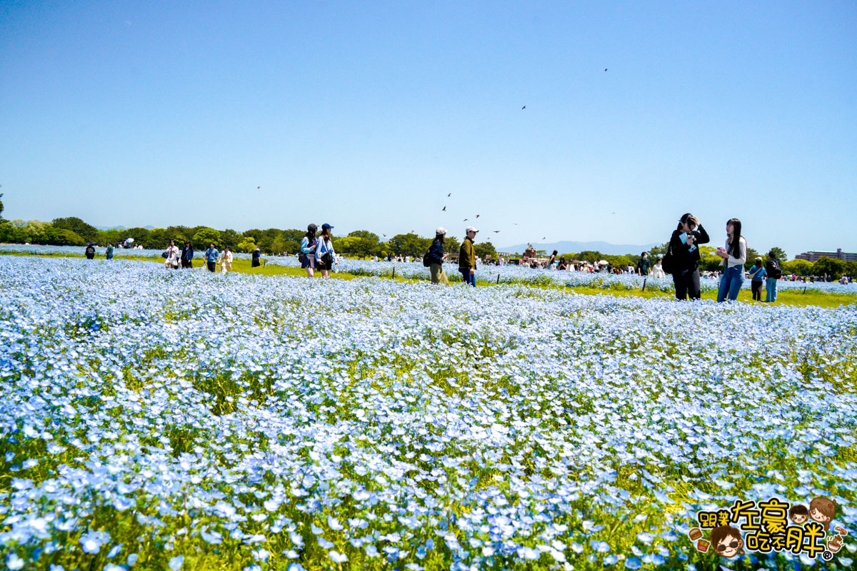 日本旅遊,日本自由行,日本賞花景點,海之中道,福岡景點,粉蝶花景點