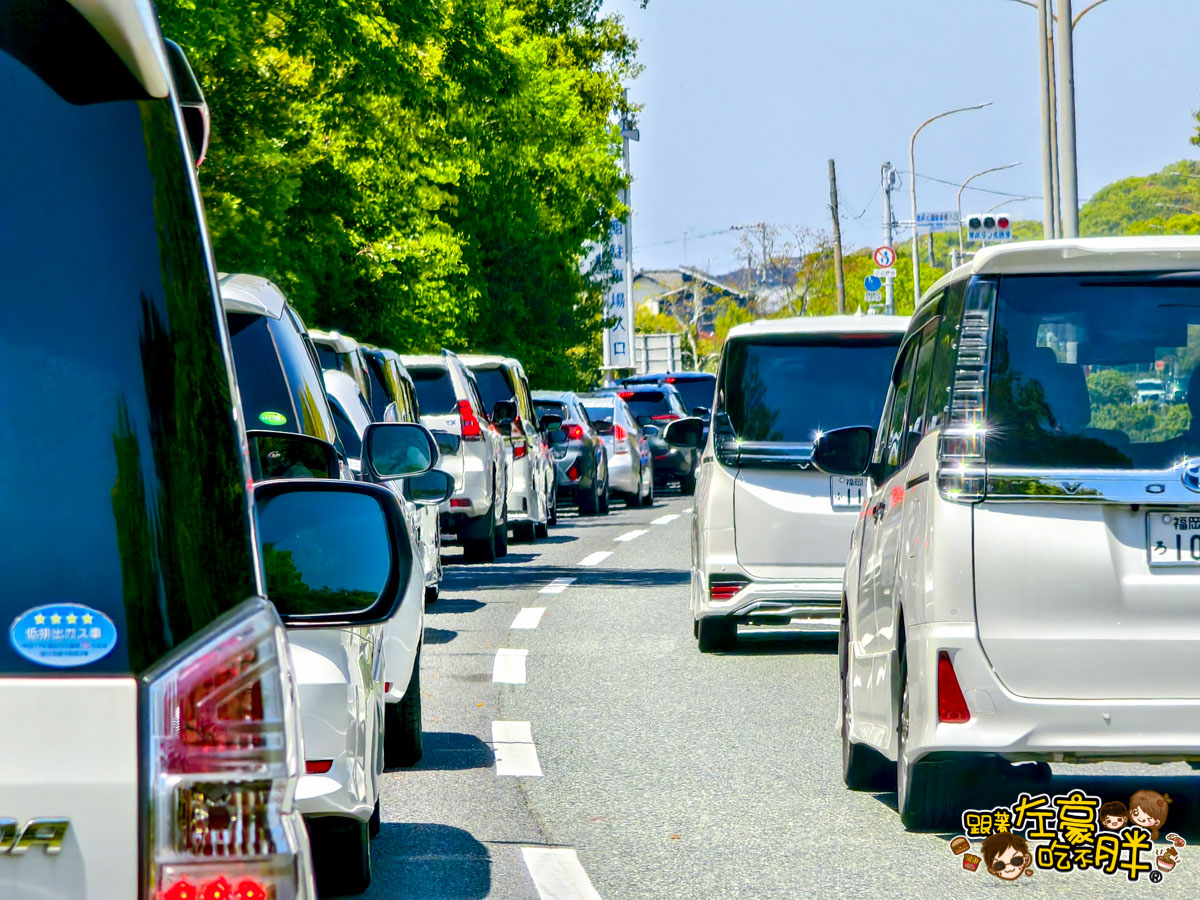 日本旅遊,日本自由行,日本賞花景點,海之中道,福岡景點,粉蝶花景點 日本旅遊,日本自由行,日本賞花景點,海之中道,福岡景點,粉蝶花景點