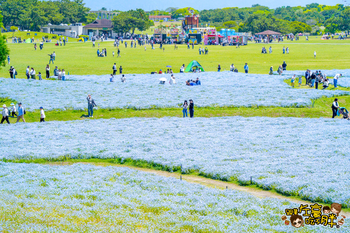 日本旅遊,日本自由行,日本賞花景點,海之中道,福岡景點,粉蝶花景點 日本旅遊,日本自由行,日本賞花景點,海之中道,福岡景點,粉蝶花景點