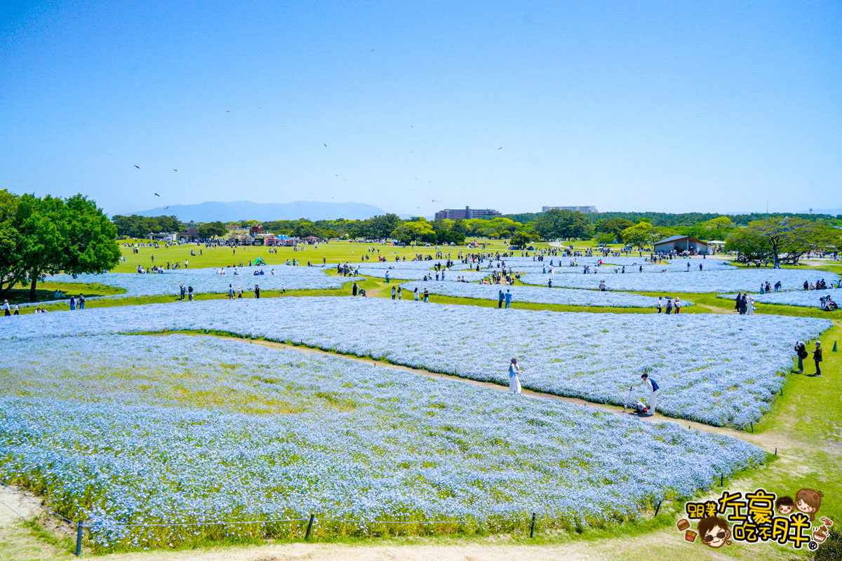 日本旅遊,日本自由行,日本賞花景點,海之中道,福岡景點,粉蝶花景點 日本旅遊,日本自由行,日本賞花景點,海之中道,福岡景點,粉蝶花景點