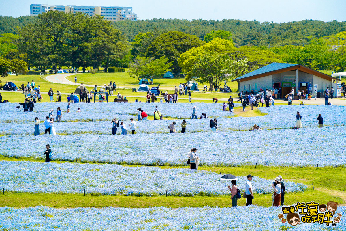 日本旅遊,日本自由行,日本賞花景點,海之中道,福岡景點,粉蝶花景點