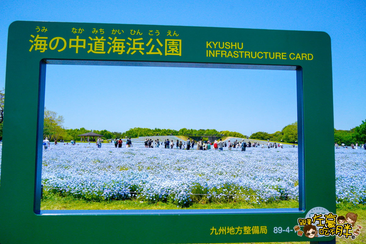 日本旅遊,日本自由行,日本賞花景點,海之中道,福岡景點,粉蝶花景點 日本旅遊,日本自由行,日本賞花景點,海之中道,福岡景點,粉蝶花景點