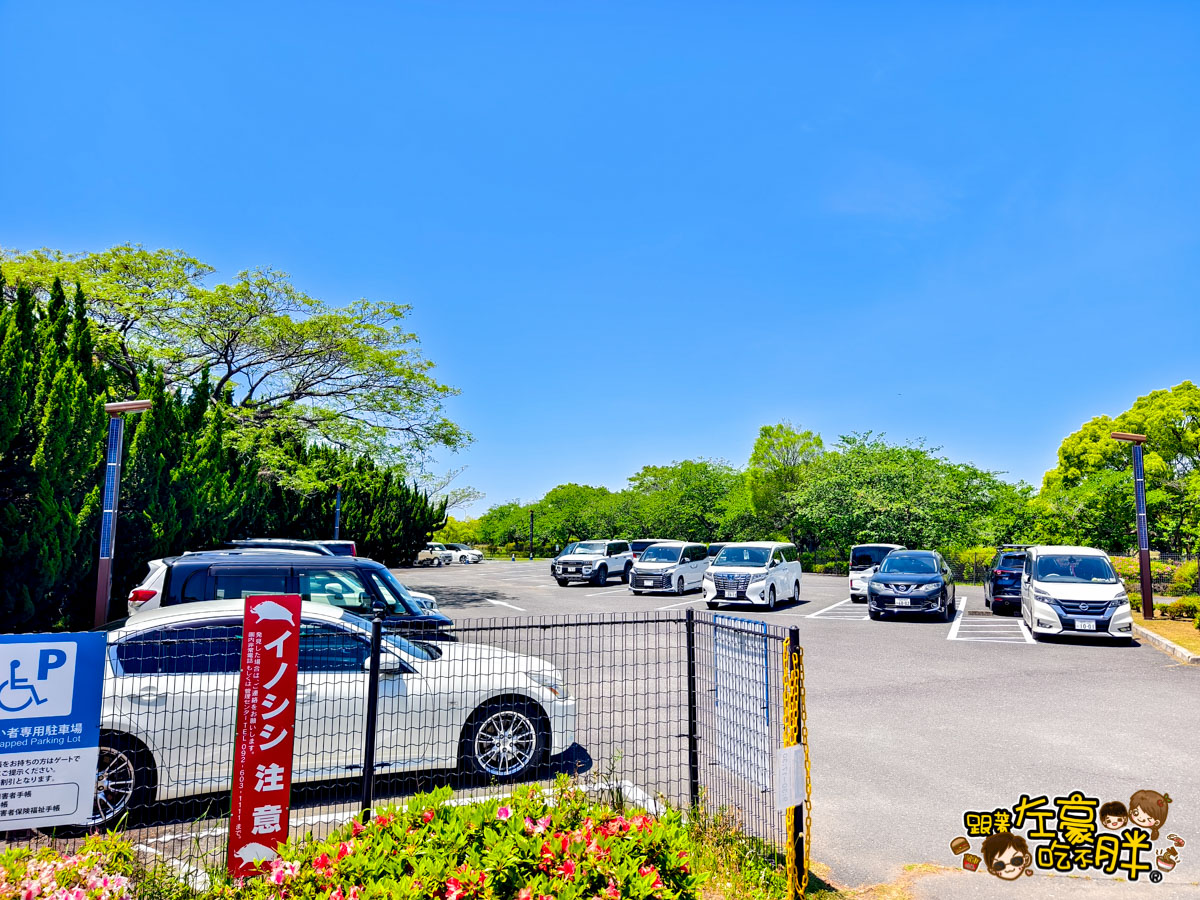 日本旅遊,日本自由行,日本賞花景點,海之中道,福岡景點,粉蝶花景點 日本旅遊,日本自由行,日本賞花景點,海之中道,福岡景點,粉蝶花景點