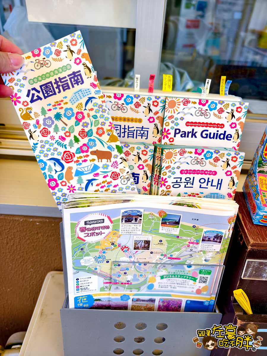 日本旅遊,日本自由行,日本賞花景點,海之中道,福岡景點,粉蝶花景點 日本旅遊,日本自由行,日本賞花景點,海之中道,福岡景點,粉蝶花景點