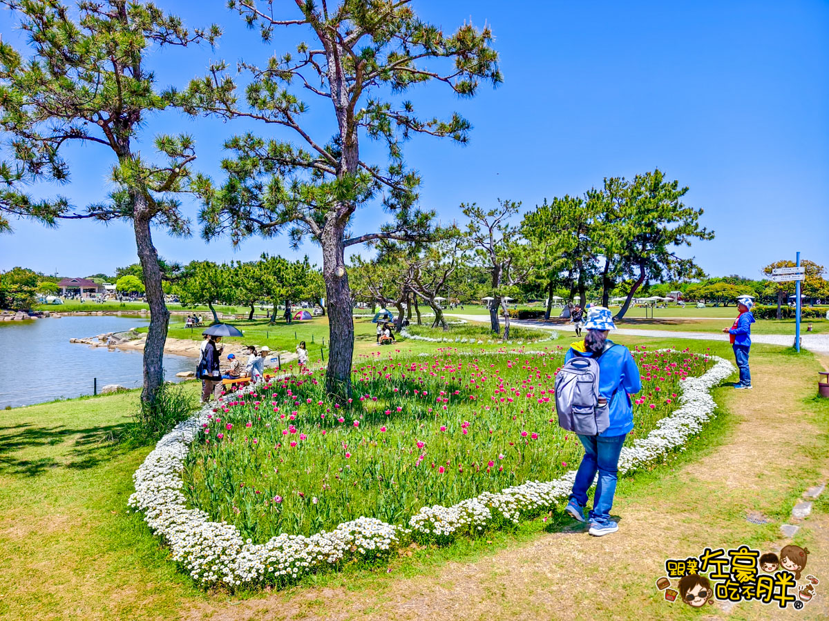 日本旅遊,日本自由行,日本賞花景點,海之中道,福岡景點,粉蝶花景點 日本旅遊,日本自由行,日本賞花景點,海之中道,福岡景點,粉蝶花景點