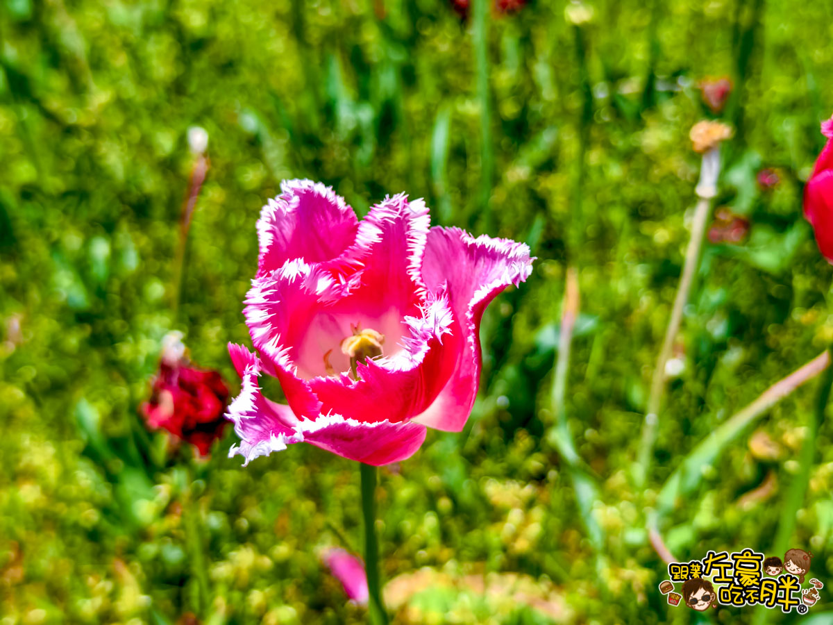 日本旅遊,日本自由行,日本賞花景點,海之中道,福岡景點,粉蝶花景點 日本旅遊,日本自由行,日本賞花景點,海之中道,福岡景點,粉蝶花景點