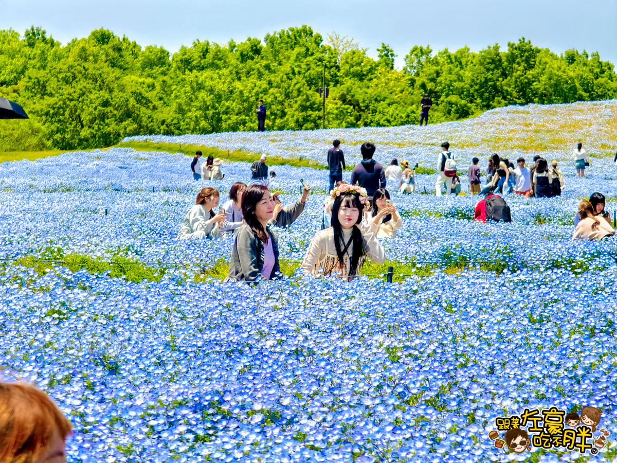 日本旅遊,日本自由行,日本賞花景點,海之中道,福岡景點,粉蝶花景點 日本旅遊,日本自由行,日本賞花景點,海之中道,福岡景點,粉蝶花景點