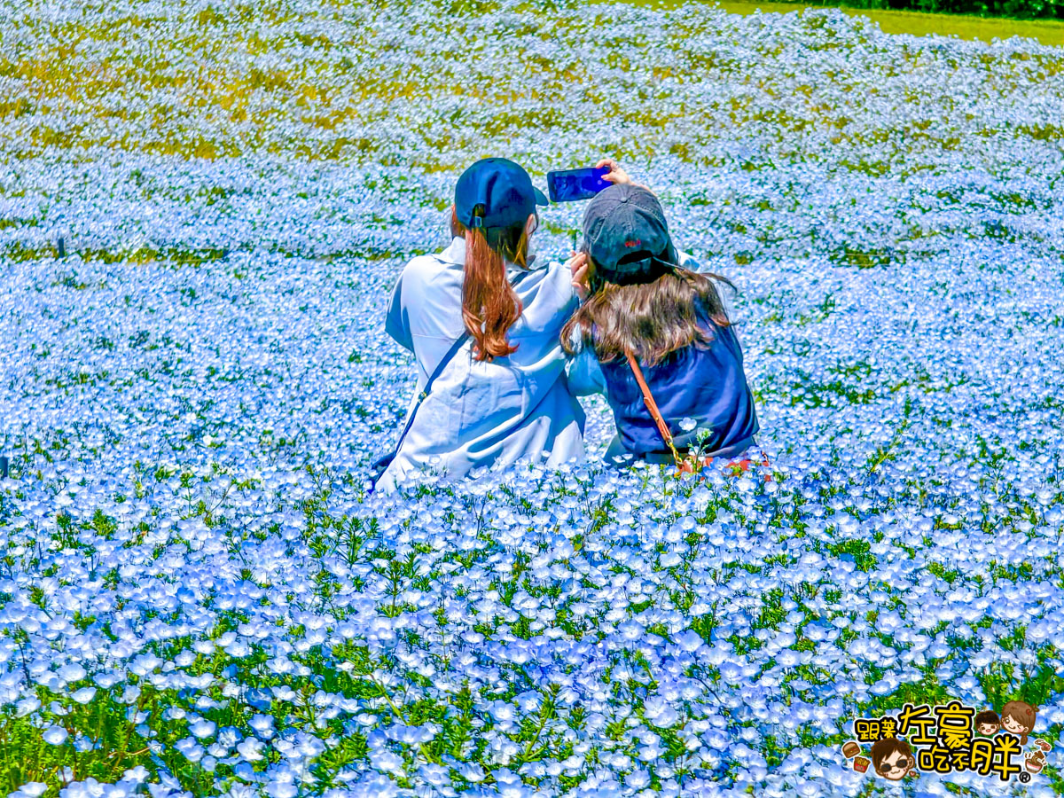 日本旅遊,日本自由行,日本賞花景點,海之中道,福岡景點,粉蝶花景點 日本旅遊,日本自由行,日本賞花景點,海之中道,福岡景點,粉蝶花景點