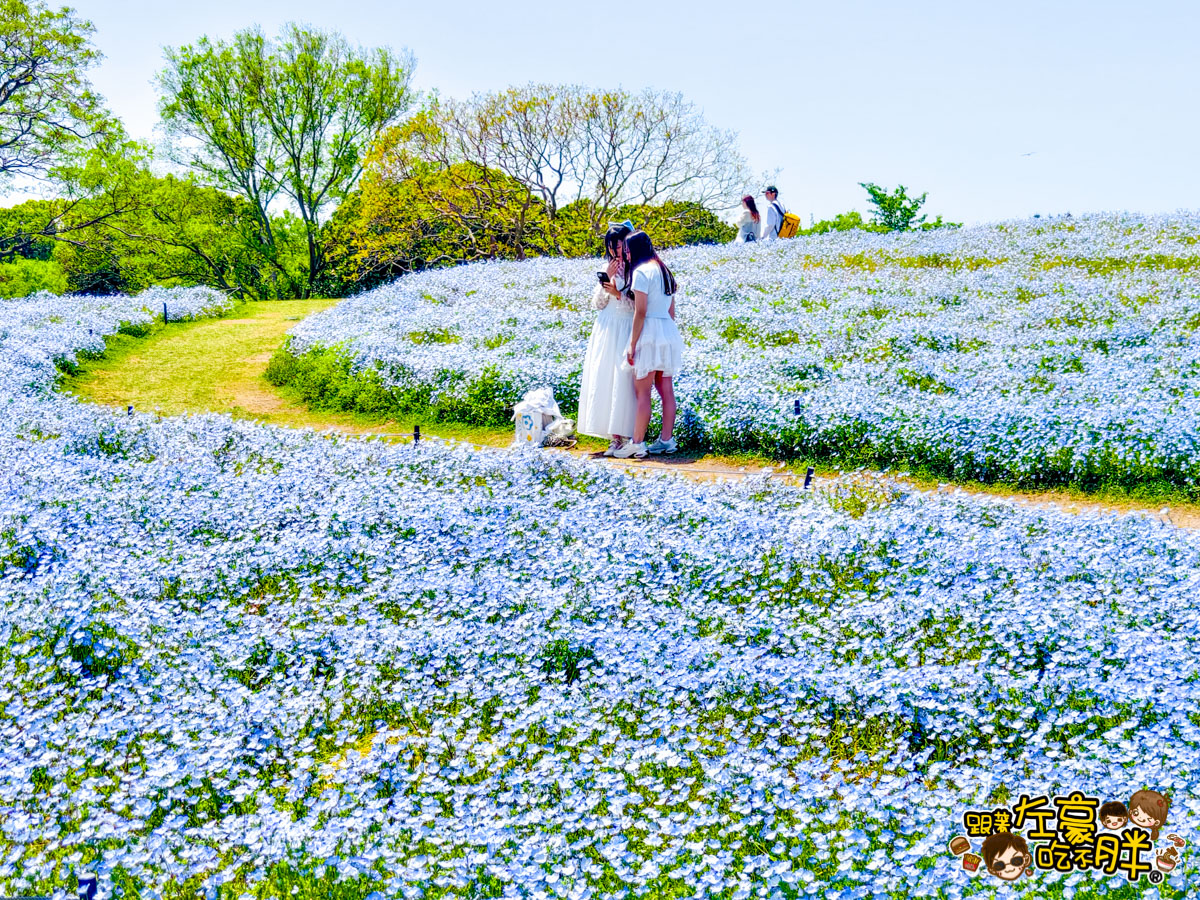 日本旅遊,日本自由行,日本賞花景點,海之中道,福岡景點,粉蝶花景點 日本旅遊,日本自由行,日本賞花景點,海之中道,福岡景點,粉蝶花景點