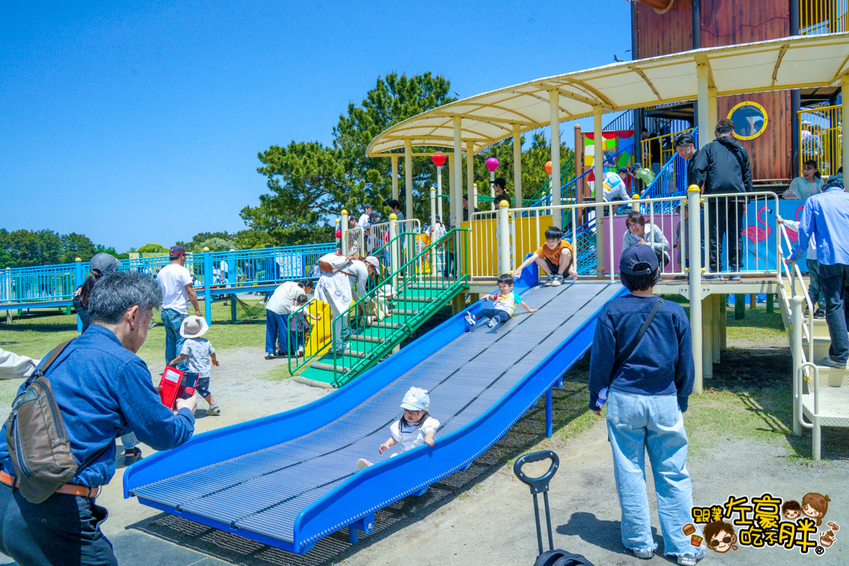 日本旅遊,日本自由行,日本賞花景點,海之中道,福岡景點,粉蝶花景點