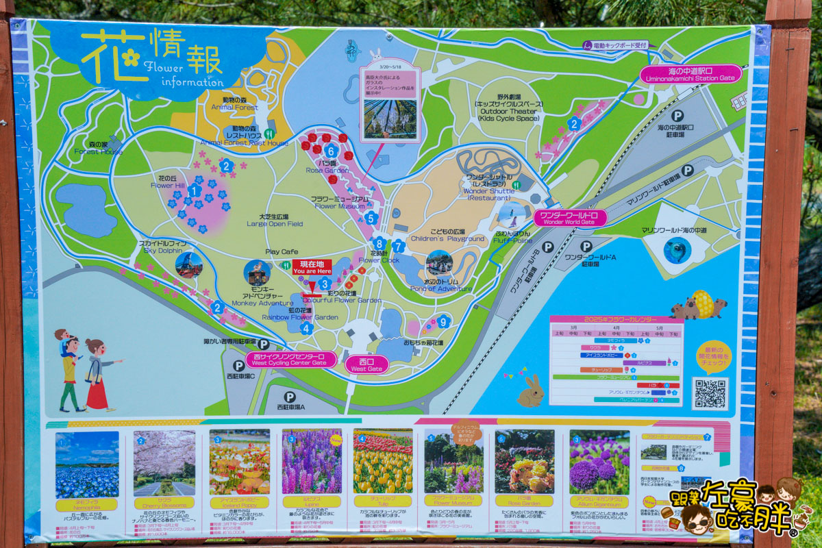 日本旅遊,日本自由行,日本賞花景點,海之中道,福岡景點,粉蝶花景點 日本旅遊,日本自由行,日本賞花景點,海之中道,福岡景點,粉蝶花景點