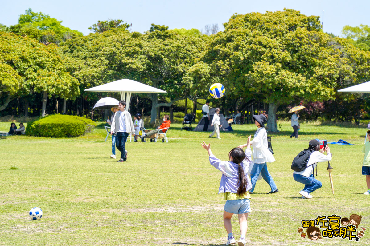 日本旅遊,日本自由行,日本賞花景點,海之中道,福岡景點,粉蝶花景點 日本旅遊,日本自由行,日本賞花景點,海之中道,福岡景點,粉蝶花景點