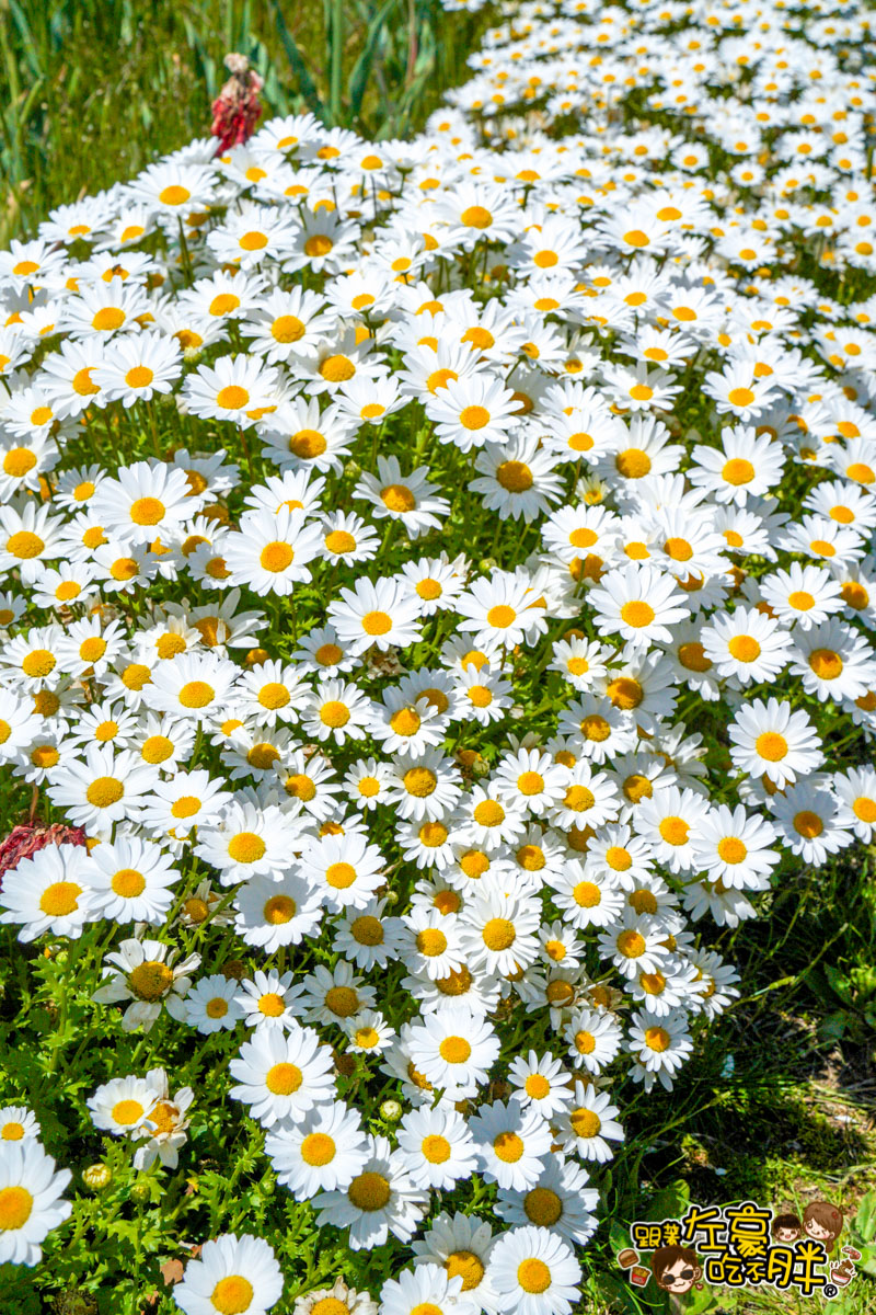 日本旅遊,日本自由行,日本賞花景點,海之中道,福岡景點,粉蝶花景點