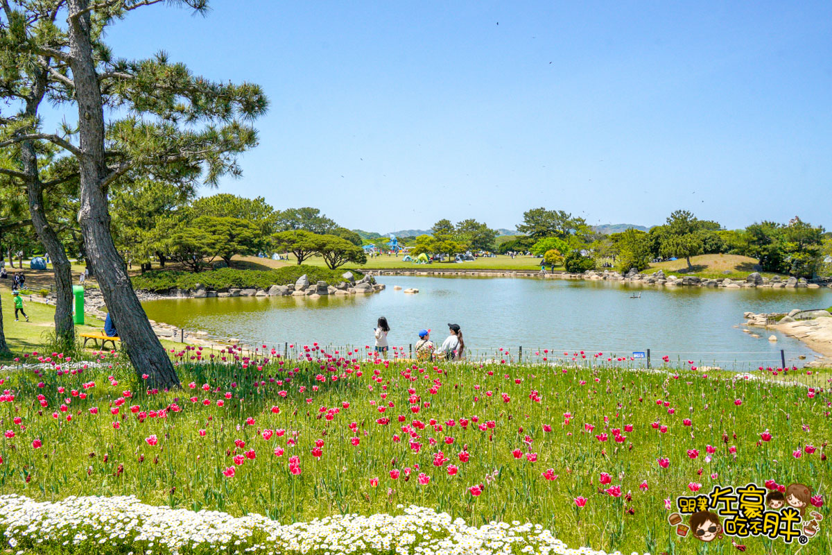 日本旅遊,日本自由行,日本賞花景點,海之中道,福岡景點,粉蝶花景點 日本旅遊,日本自由行,日本賞花景點,海之中道,福岡景點,粉蝶花景點