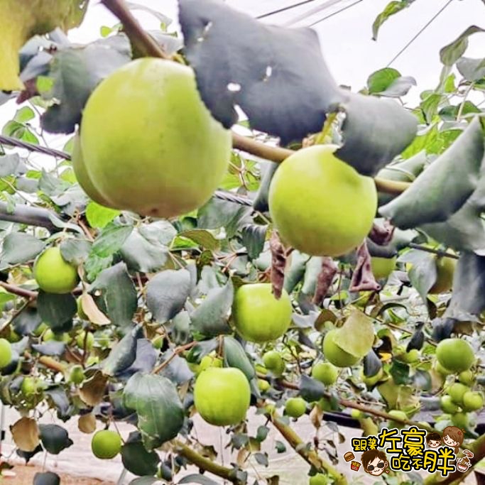 伴手禮推薦,平價禮盒推薦,年節禮盒,棗子,水果禮盒推薦,禮盒推薦,蜜棗,送禮,送禮推薦,過年禮盒推薦,靜園農場,高雄伴手禮