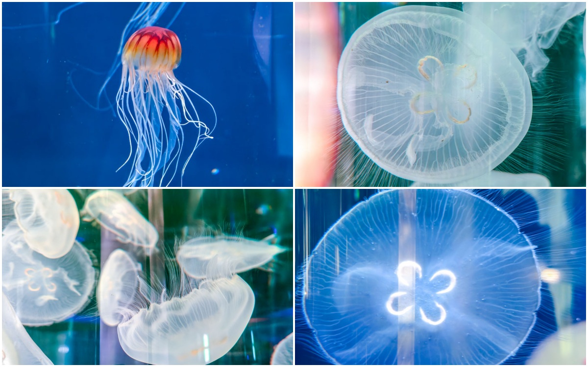 iisa豐崎,佐世保,佐世保五番街,國際通,探索星號,日本景點,沖繩,長崎,麗星郵輪