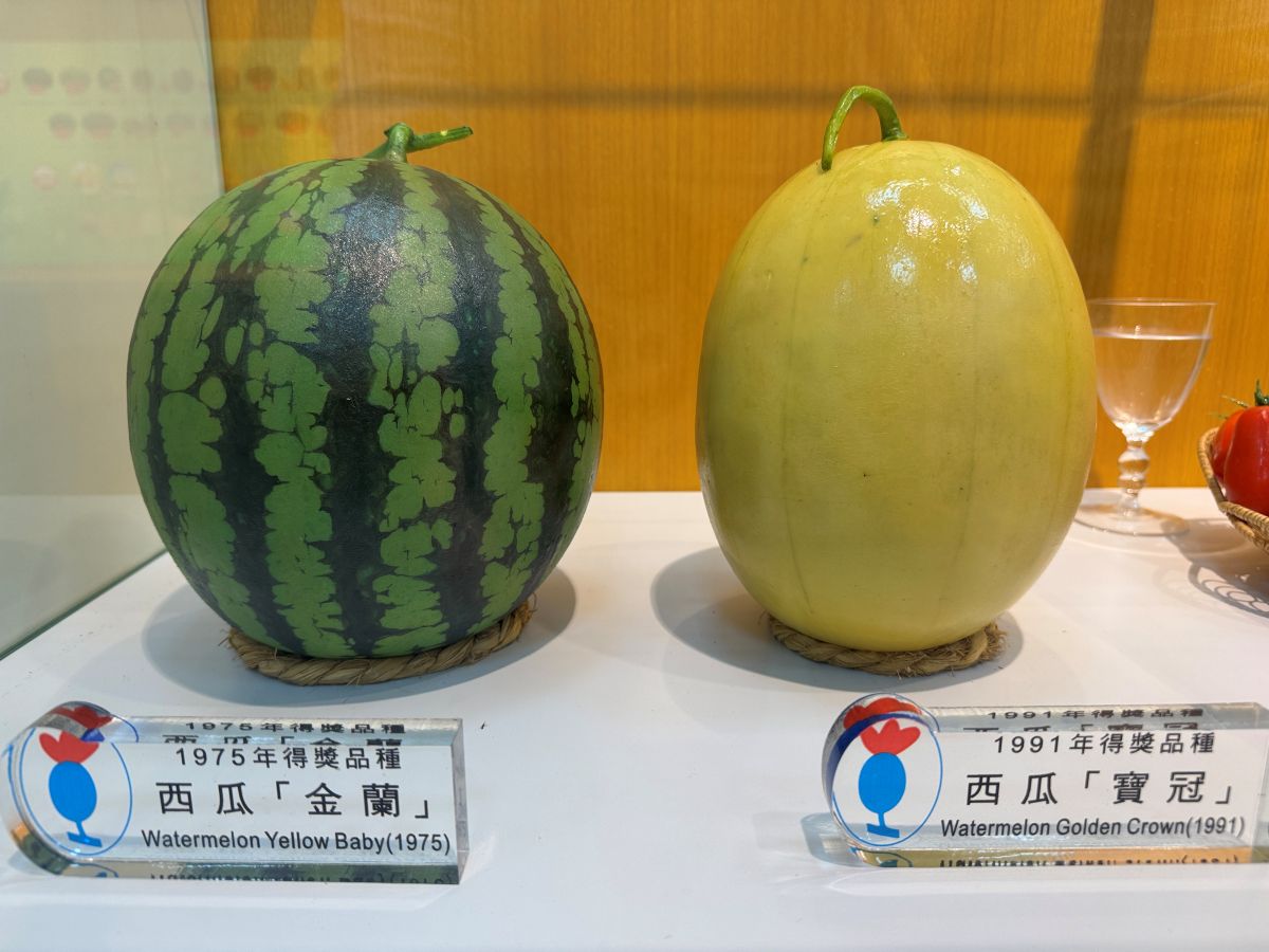 台灣自由行,大樹一日遊,大樹景點,水樂園,玩水景點,舊鐵橋,農友種苗,高雄旅遊,高雄景點