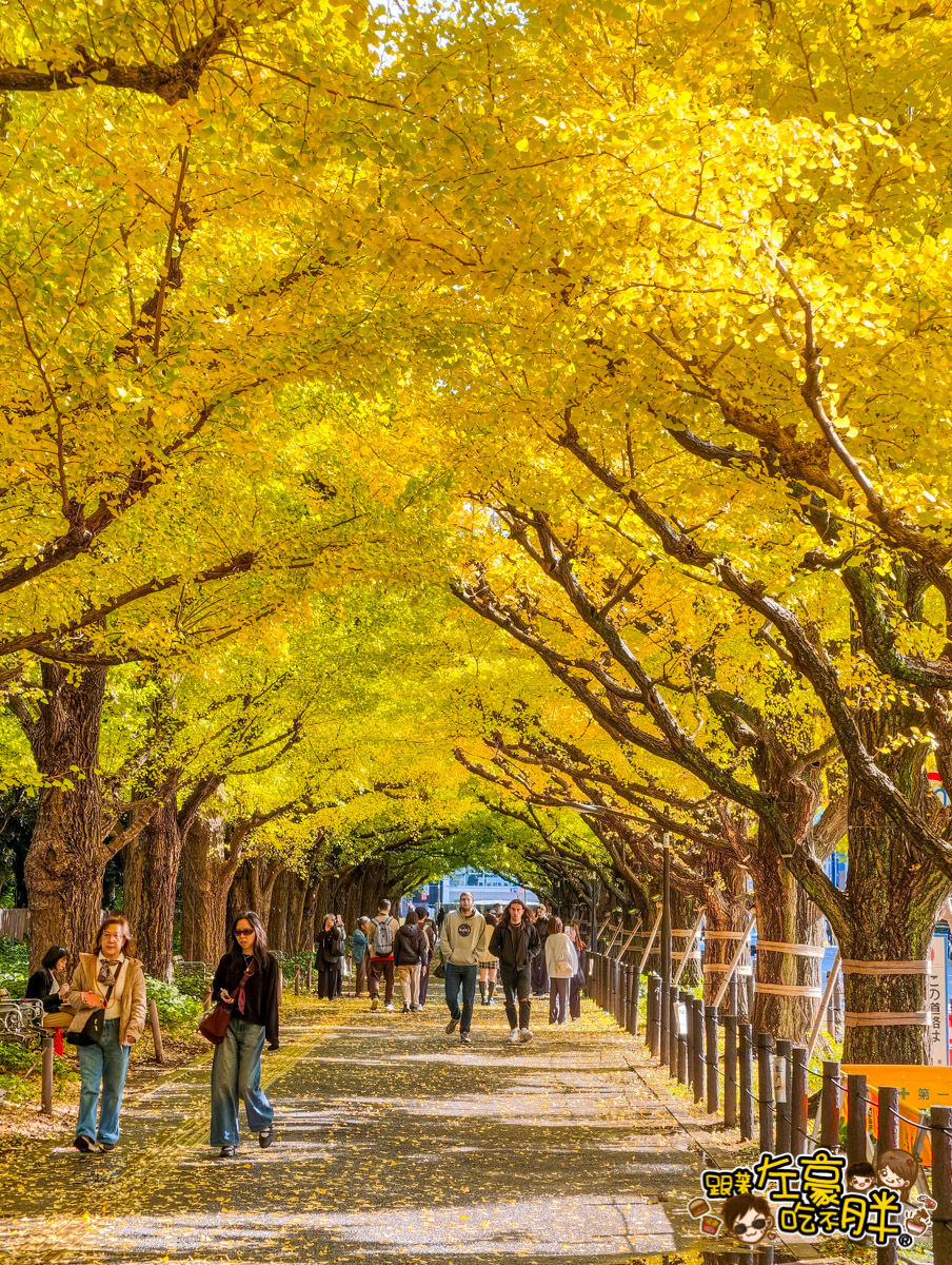 めいじじんぐうがいえん,明治神宮,明治神宮外苑,東京旅遊,東京景點,東京港區,東京自由行,自助旅行,銀杏林