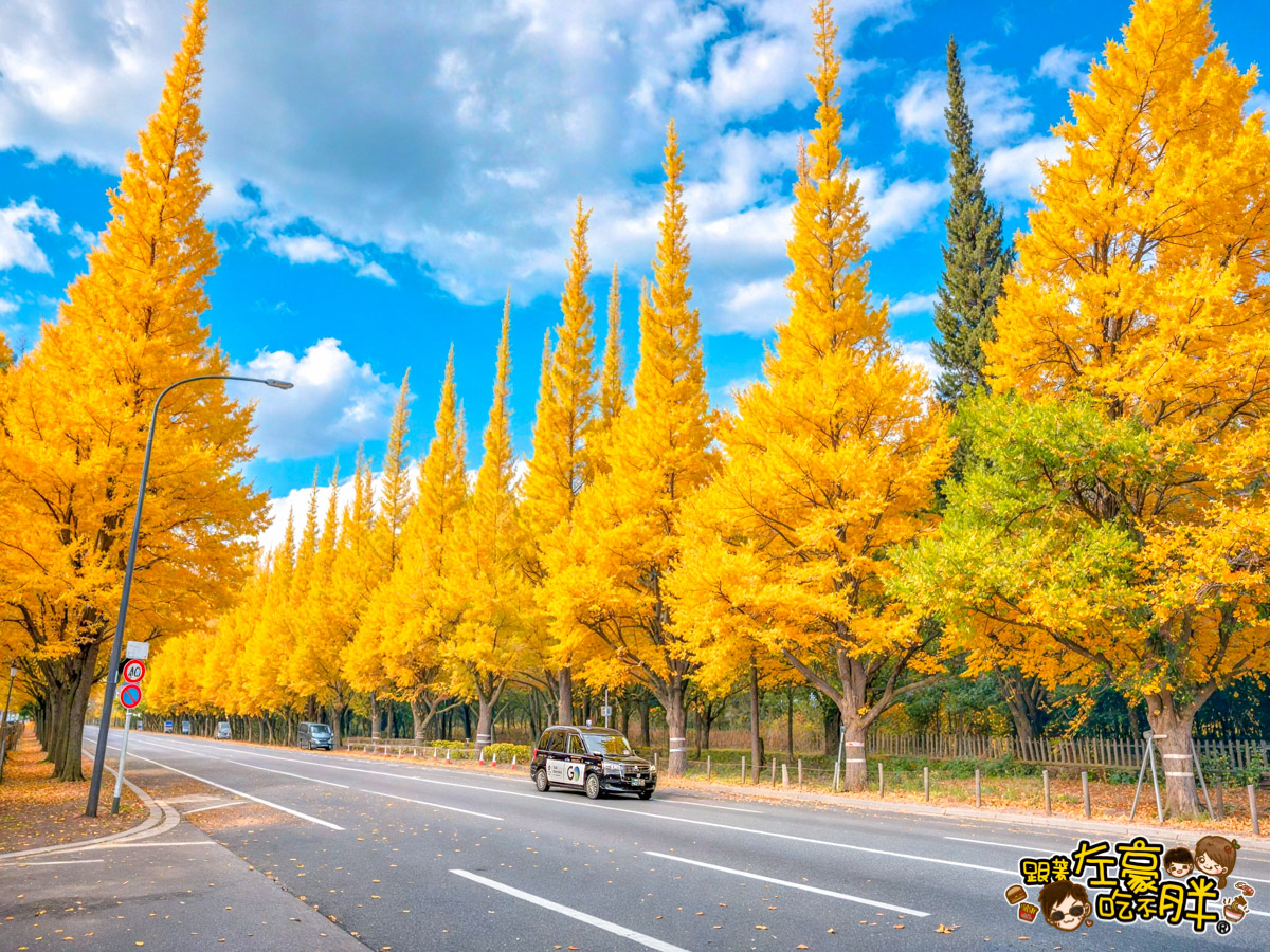 網站近期文章：東京景點,明治神宮外苑銀杏林,交通方式,開放時間,最美銀杏景點~