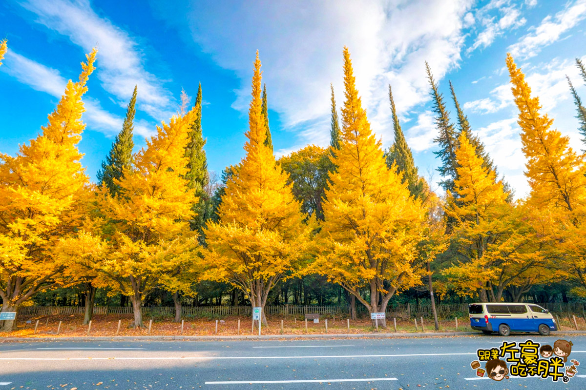 めいじじんぐうがいえん,明治神宮,明治神宮外苑,東京旅遊,東京景點,東京港區,東京自由行,自助旅行,銀杏林