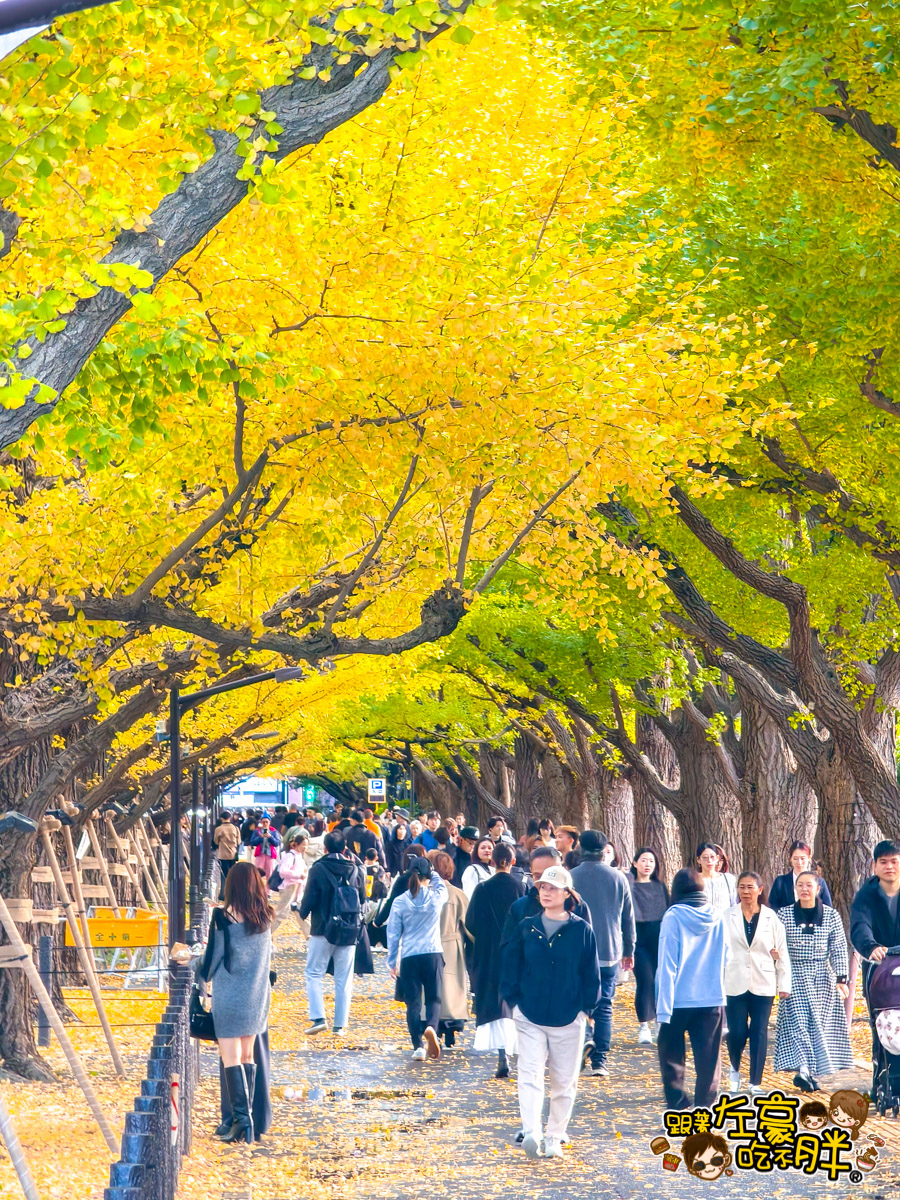 めいじじんぐうがいえん,明治神宮,明治神宮外苑,東京旅遊,東京景點,東京港區,東京自由行,自助旅行,銀杏林
