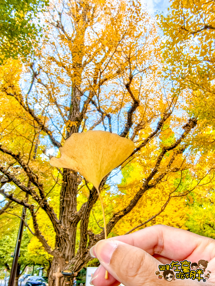 めいじじんぐうがいえん,明治神宮,明治神宮外苑,東京旅遊,東京景點,東京港區,東京自由行,自助旅行,銀杏林