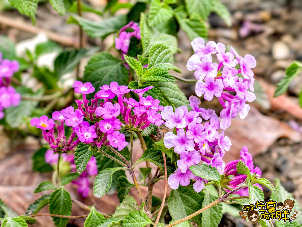 免費景點,免門票㬌點,客家文化園區,愛河,盤花公園,親子公園,高雄景點