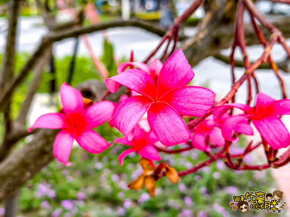 免費景點,免門票㬌點,客家文化園區,愛河,盤花公園,親子公園,高雄景點