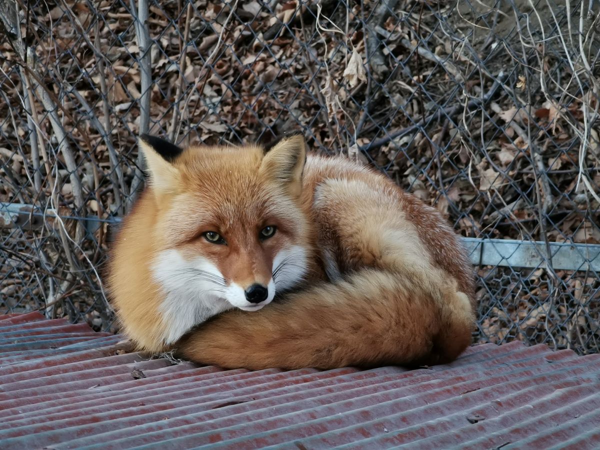內門動物園,內門景點,親子景點,野森動物學校,野森動物學校交通,野森動物學校停車,野森動物學校門票,野森動物學校開放時間,高雄旅遊,高雄景點 內門動物園,內門景點,親子景點,野森動物學校,野森動物學校交通,野森動物學校停車,野森動物學校門票,野森動物學校開放時間,高雄旅遊,高雄景點