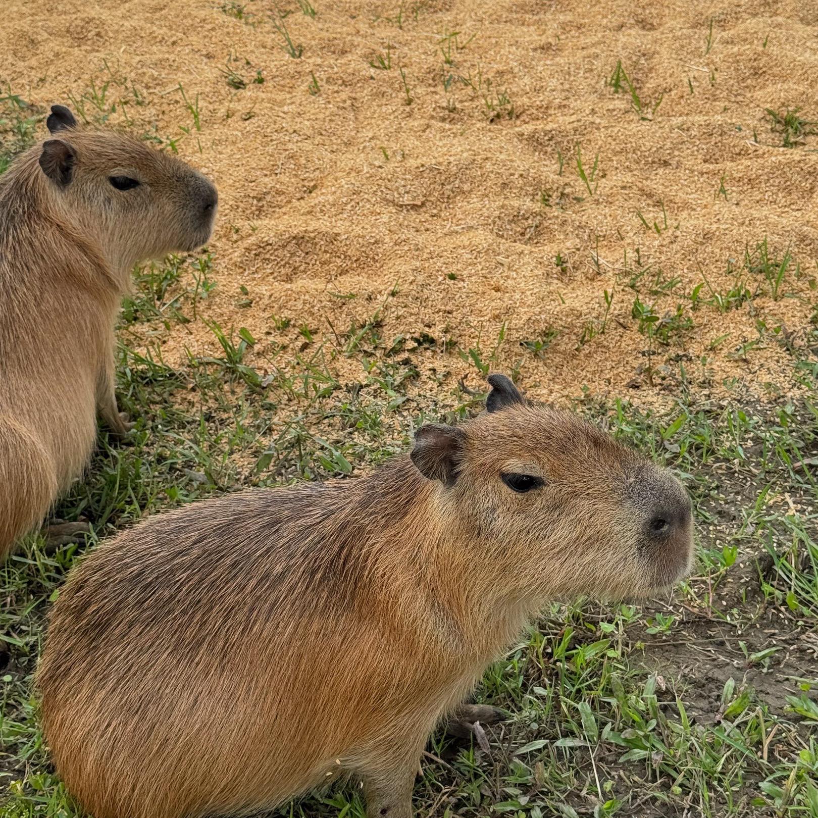 內門動物園,內門景點,親子景點,野森動物學校,野森動物學校交通,野森動物學校停車,野森動物學校門票,野森動物學校開放時間,高雄旅遊,高雄景點 內門動物園,內門景點,親子景點,野森動物學校,野森動物學校交通,野森動物學校停車,野森動物學校門票,野森動物學校開放時間,高雄旅遊,高雄景點