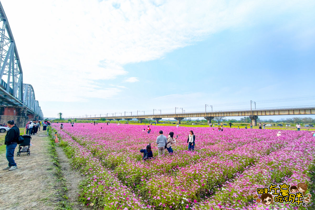 2026賞花景點推薦,免費夢幻花海推薦,屏東旅遊,屏東景點,屏東舊鐵橋花海,戶外景點,花海,賞花景點